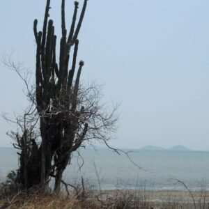 WhatsApp Image 2025-04-04 at 12.15.40 PM (1)