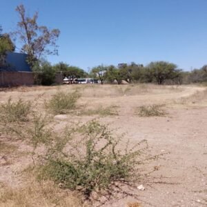 WhatsApp Image 2025-04-04 at 12.15.40 PM (6)